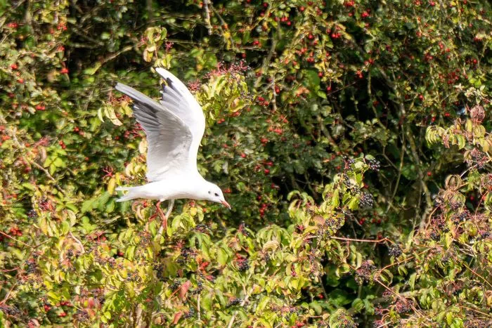 Le courage des oiseaux