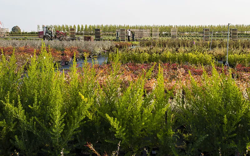 Visite des serres de production horticole de Paris à Rungis