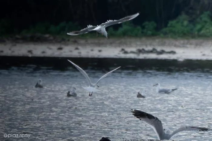Balade naturaliste : la nature nous offre son plus beau spectacle