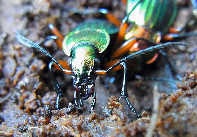 Carabus auronitens front
