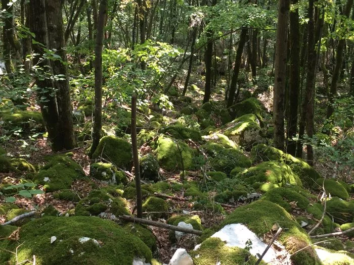 Balade ressourçante "L'énergie douce de la nature"