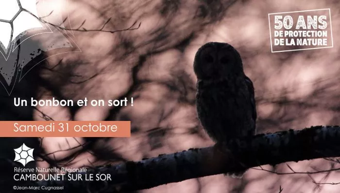 Affiche : Un bonbon et on sort 🎃