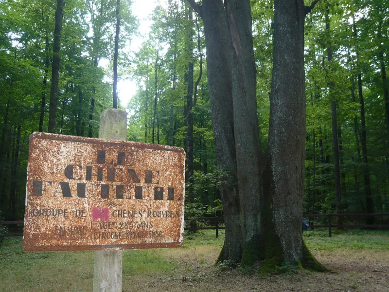 Le Chêne Fauteuil rond de Condé forêt de Senonches Eure-et-Loir (France)