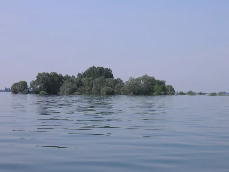 Arbre au lac du Der-Chantecoq (1)