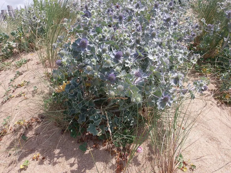 Ile d'oléron fleurs - 2016a