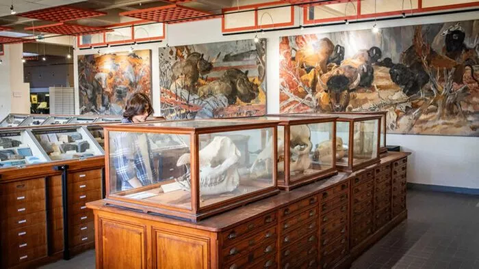 Visite des collections universitaires