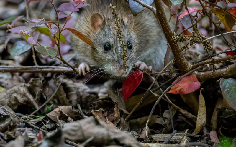 Lecture Nature : animaux mal-aimés