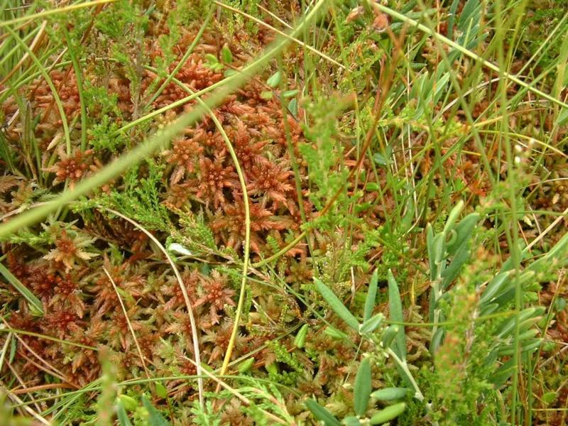 Sphagnum sp01