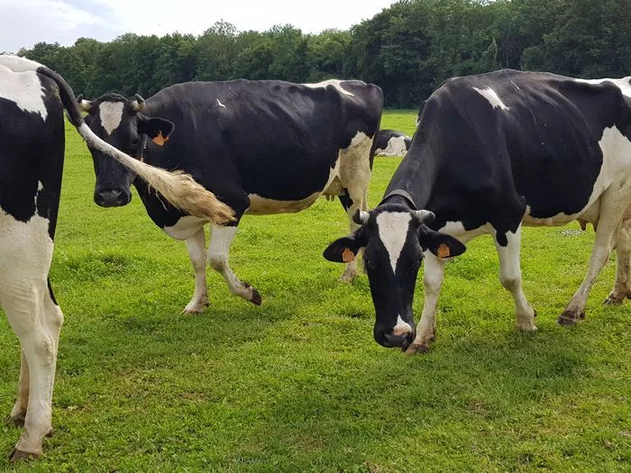 A la découverte d’une ferme laitière bio en circuit court