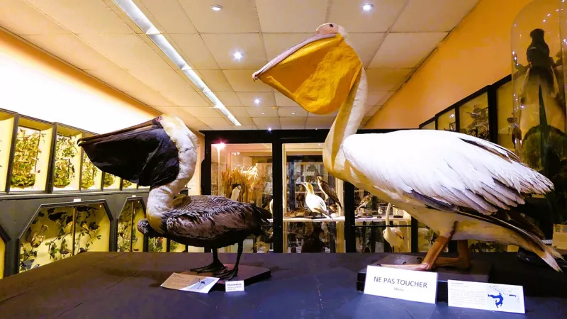 Pélicans brun et blanc musée de Châteaudun Eure-et-Loir France