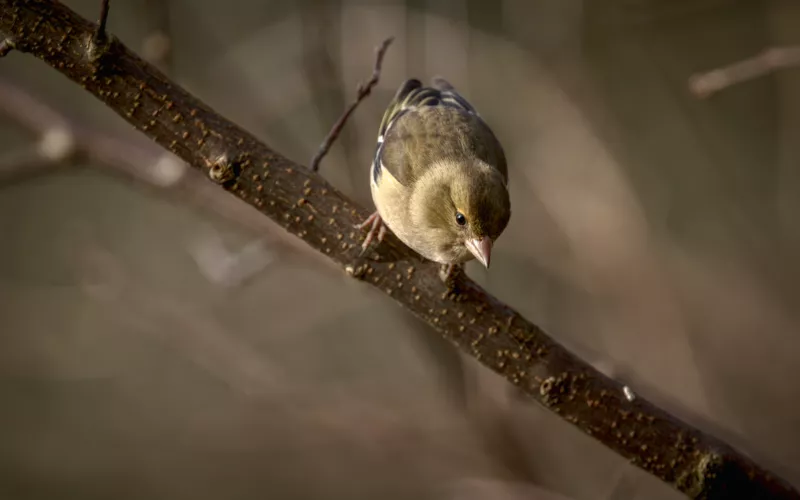 Balade oiseaux dans le Bois de Vincennes