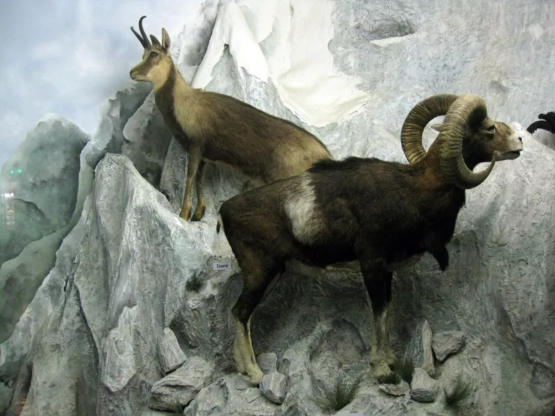 Muséum d’histoire naturelle de Perpignan