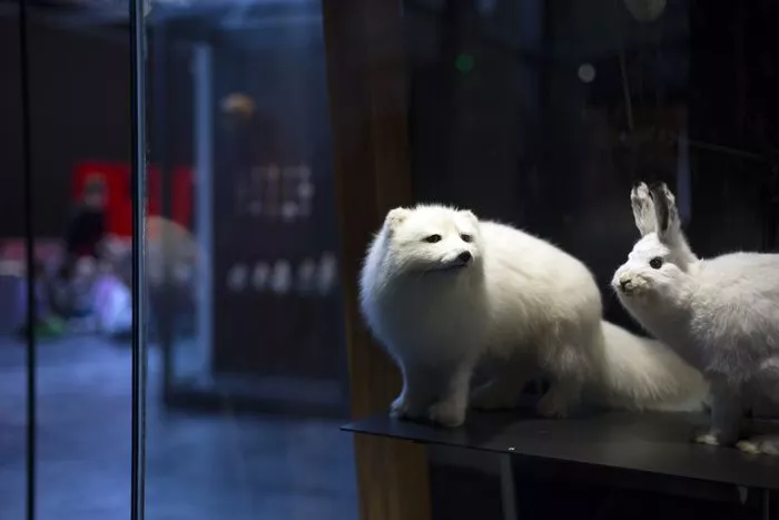 Musée de tout-petits (18m-3 ans) : l'hiver des animaux