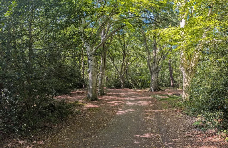 Bois du Breuil (23619)