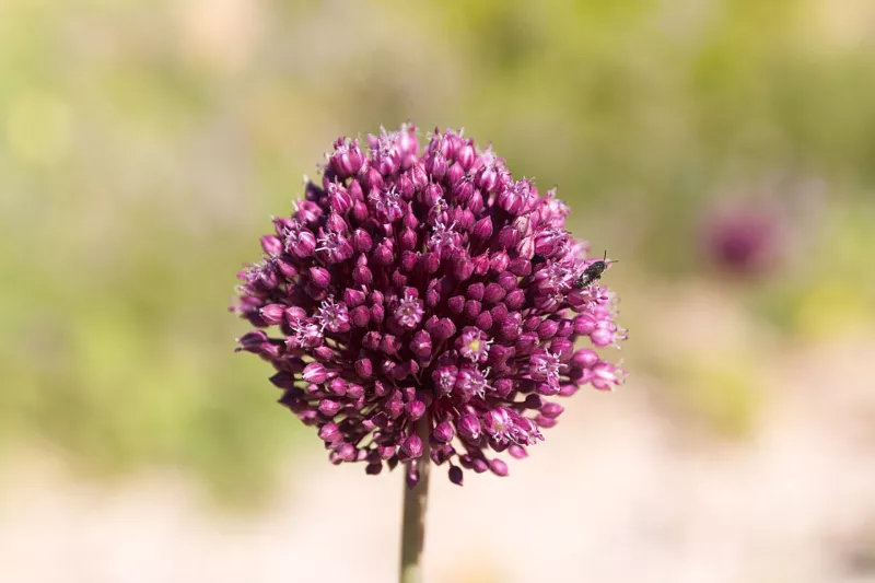 Allium sphaerocephalon-Ail à tête ronde-20150605