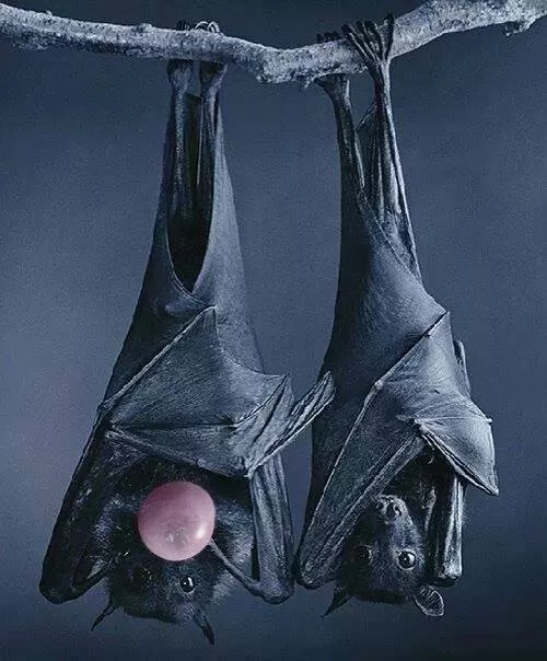Affiche : DARK HALLOWEEN