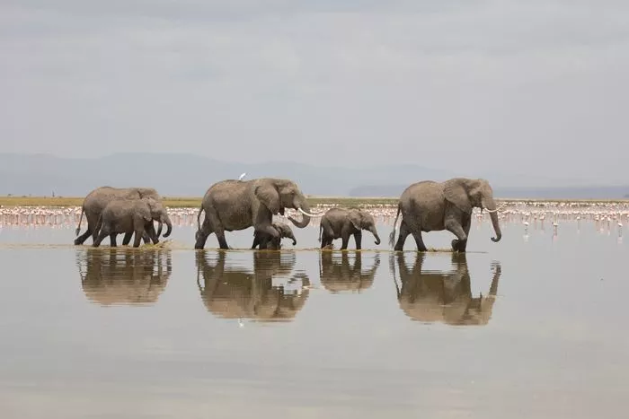 PAYSAGE AVEC DES ANIMAUX