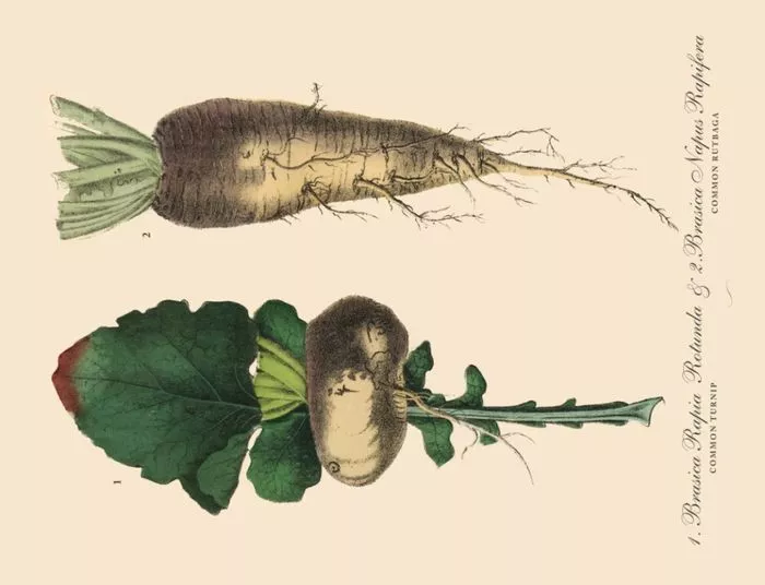 Croquez les légumes d’hiver