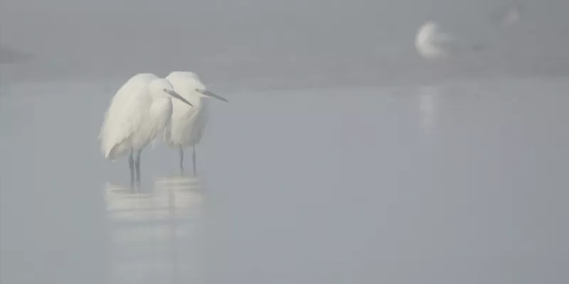 Le bal hivernal des oiseaux