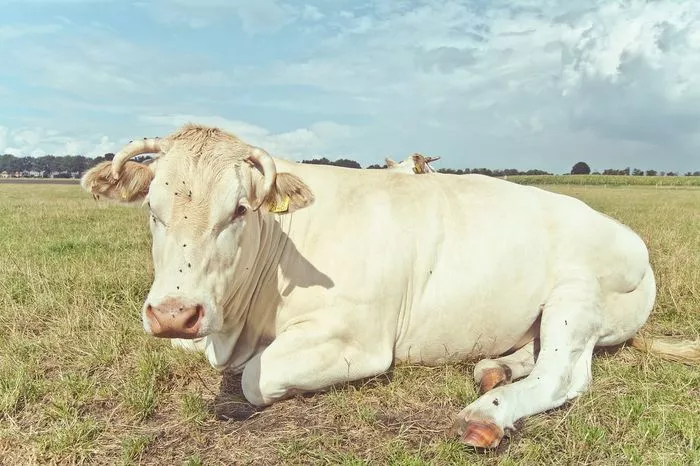 Concours Charolais Semur en Auxois