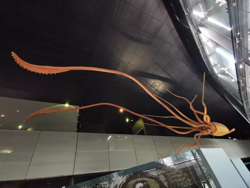 Giant squid model, Muséum de Toulouse 02