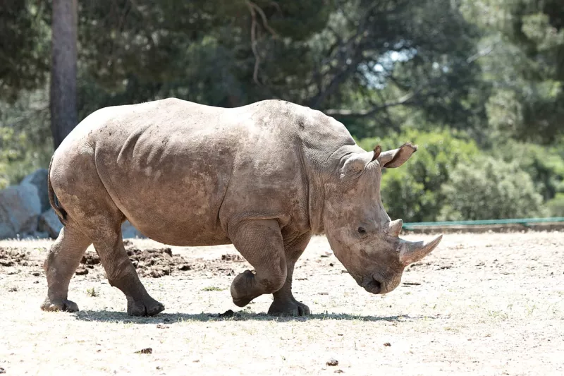Zoo de la Barben 20100605 059