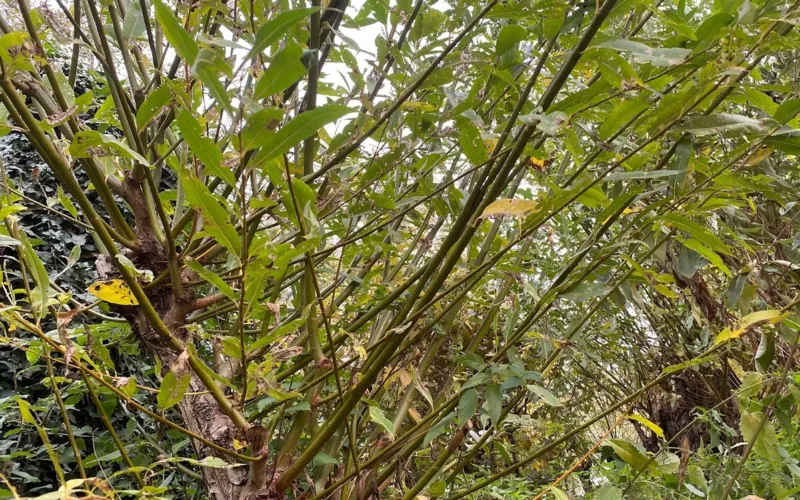Récolte de l'osier au potager de Bercy
