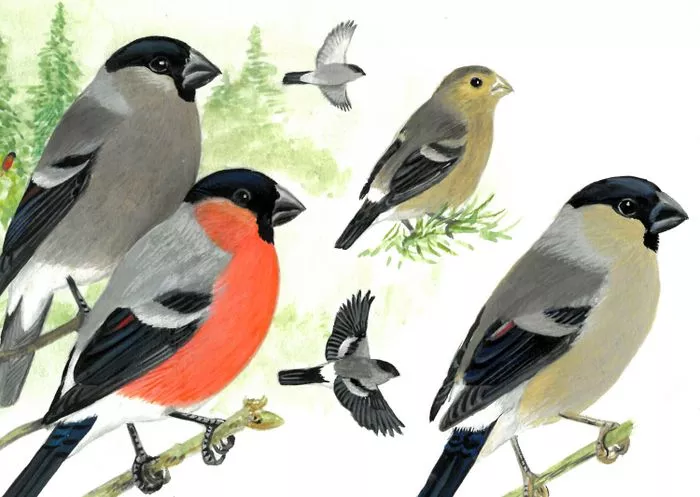 Dessins d'oiseaux, le trait talentueux d'Hermann Heinzel