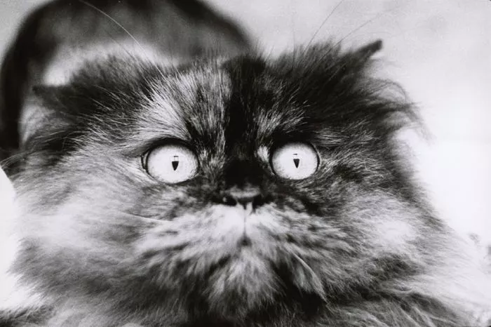 Modèle Animal. 200 ans de photographie