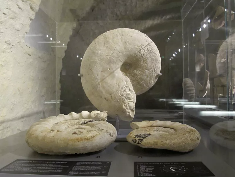 Ammonites jurassique sup. charentais. Muséum La Rochelle