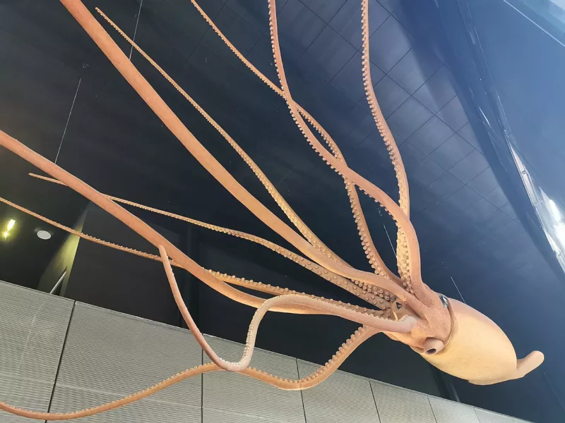 Giant squid model, Muséum de Toulouse 03