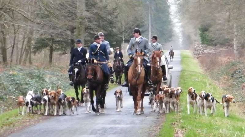 Chasse à courre Forêt de Crécy.