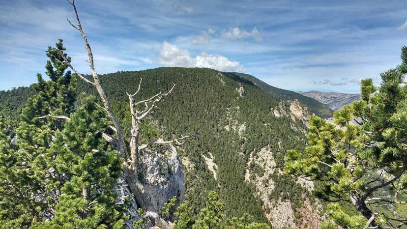 Coronatdepuislatartera