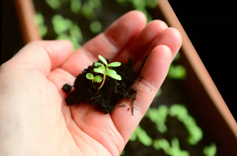 Atelier : création d'un jardin médicinal