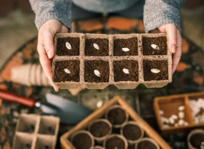 Semis d'automne, compost et petites bêtes