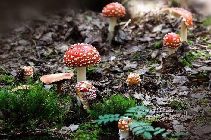 Découverte du joli monde des champignons