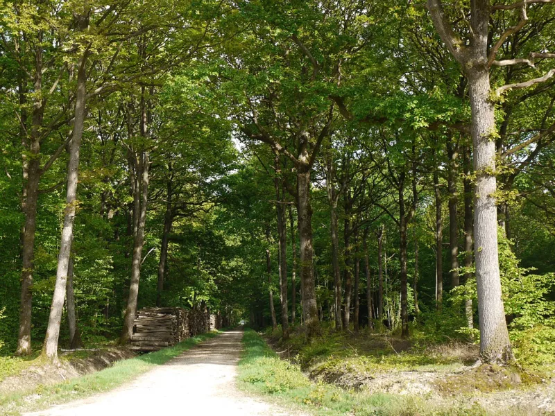 Forêt de Rambouillet, 78120 Rambouillet, France