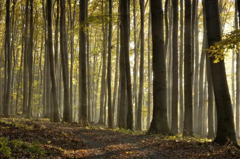 Beech forest male karpaty 01