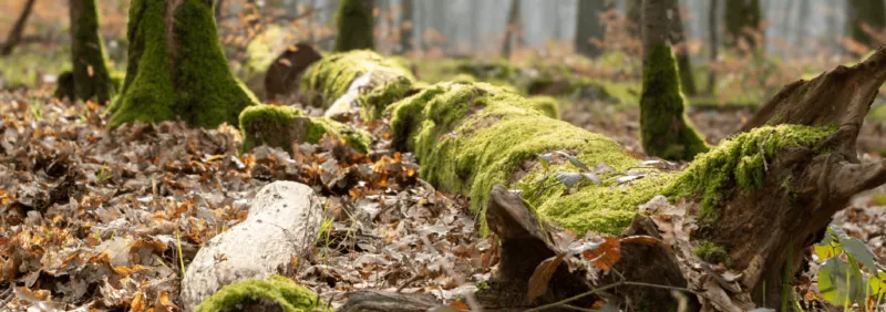 L'arbre est mort, vive la forêt