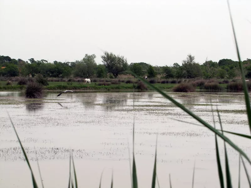 Réserve naturelle des Marais du Vigueirat