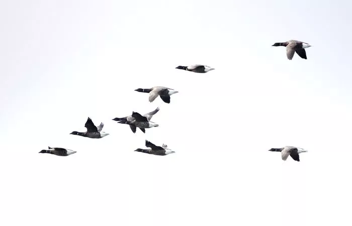 Les oiseaux hivernants des prés salés