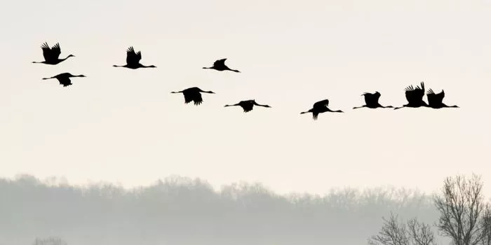 La fabuleuse histoire des oiseaux migrateurs