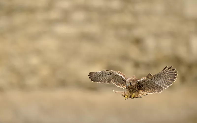 Exposition photo de Frédéric Combeau - "Focus sur la biodiversité parisienne"