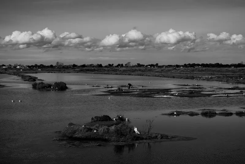 Lilleau des Niges, refuge des oiseaux