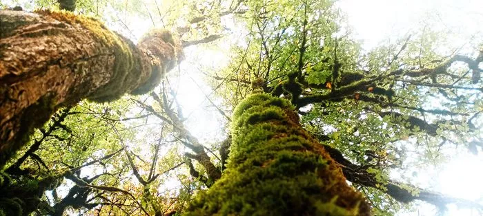 Initiation au LandArt