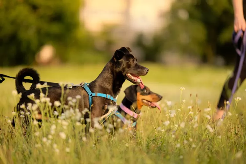 Randonnée canine encadrée