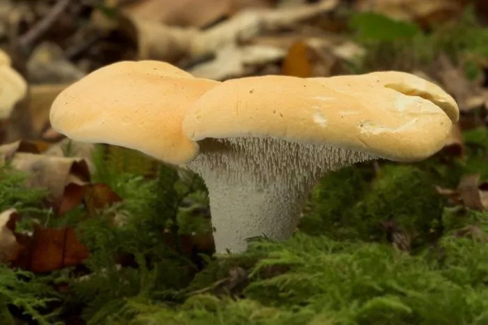 Balade nature dans le joli monde des champignons