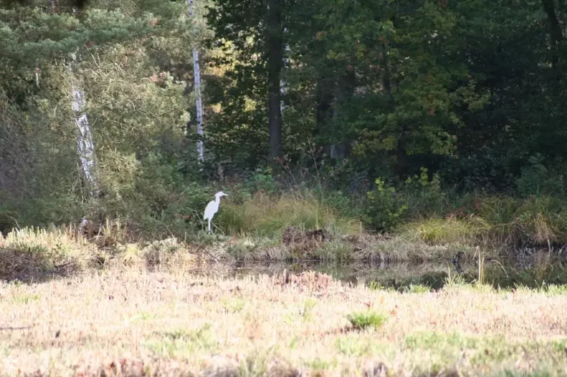 Débroussaillage au cœur d’un paysage de tourbière