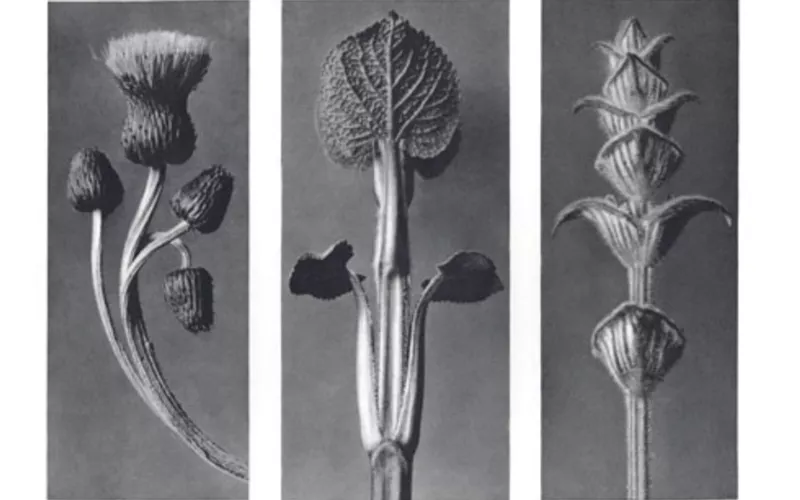 Exposition des photographies de Karl Blossfeldt