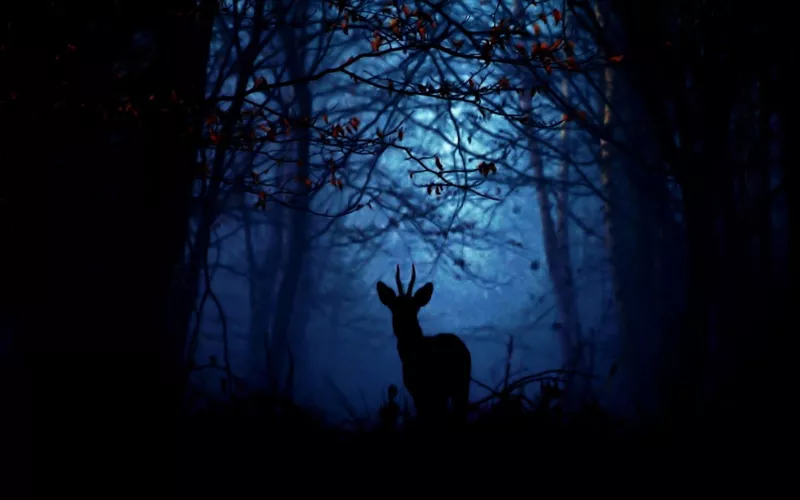 Nos forêts, nos vies